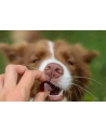 contipro GELOREN Small Dog Suplement dla psa  - 180g - nr 4