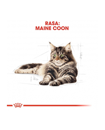 ROYAL CANIN FBN Maine Coon 12x85g