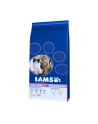 IAMS Adult Multicat - sucha karma dla kota - 15kg - nr 1