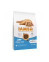 IAMS Kitten Ocean Fish - sucha karma dla kota - 10 kg - nr 1