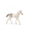 schleich SLH koń holsztyński, źrebię 13860 16418 - nr 1