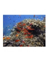 Ricoh WG-80 orange - nr 10