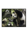 Ambassador Pandas 1000 Pieces - nr 2