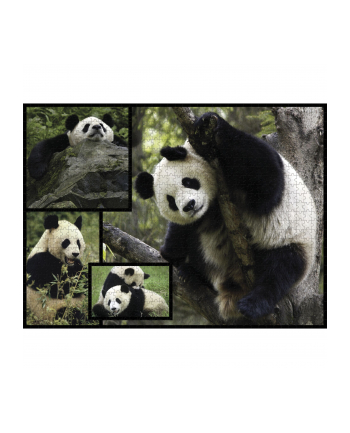 Ambassador Pandas 1000 Pieces