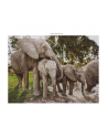 Ambassador Wildlife Families 3x 1000 Pieces (Donal Boyd) - nr 2