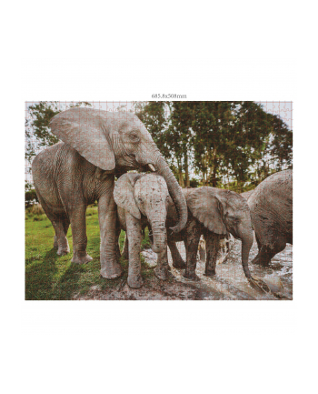 Ambassador Wildlife Families 3x 1000 Pieces (Donal Boyd)