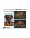 Ambassador Wildlife Eye Contact 3x 1000 Pieces (Donal Boyd) - nr 1