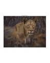 Ambassador Wildlife Eye Contact 3x 1000 Pieces (Donal Boyd) - nr 3