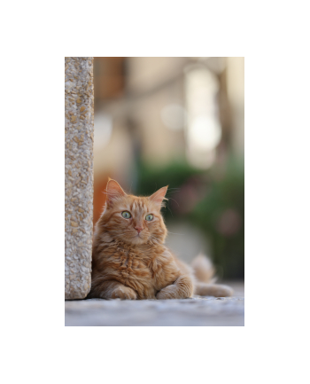 canon Obiektyw RF70-200MM F2.8L IS USM Z czarny 6593C005