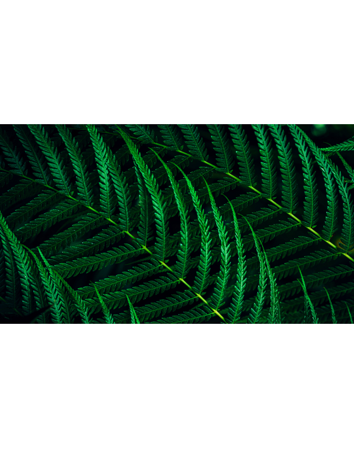 philips Monitor 24B2G5301 23.8 cala IPS 100Hz HDMI DP RJ45 USB-C Pivot Głośniki główny