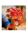 LEGO BOTANICALS 10348 JAPANESE RED MAPLE BONSAI TREE - nr 5