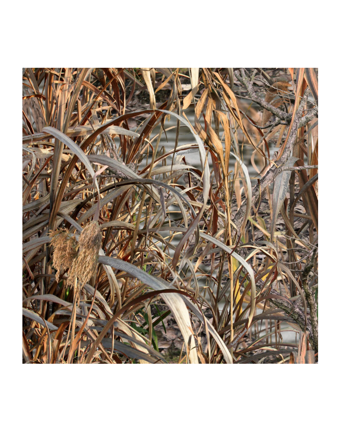 Buteo Photo Gear przeciwdeszczow pokrowiec do Falco Mark IV główny