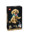 LEGO 11384 Icons - Szczeniak golden retriever - nr 2