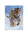 RAVEN. 500 EL. TYGRYS W ŚNIEGU - nr 7