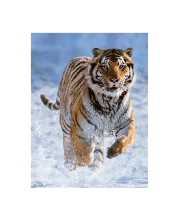 RAVEN. 500 EL. TYGRYS W ŚNIEGU nr 2