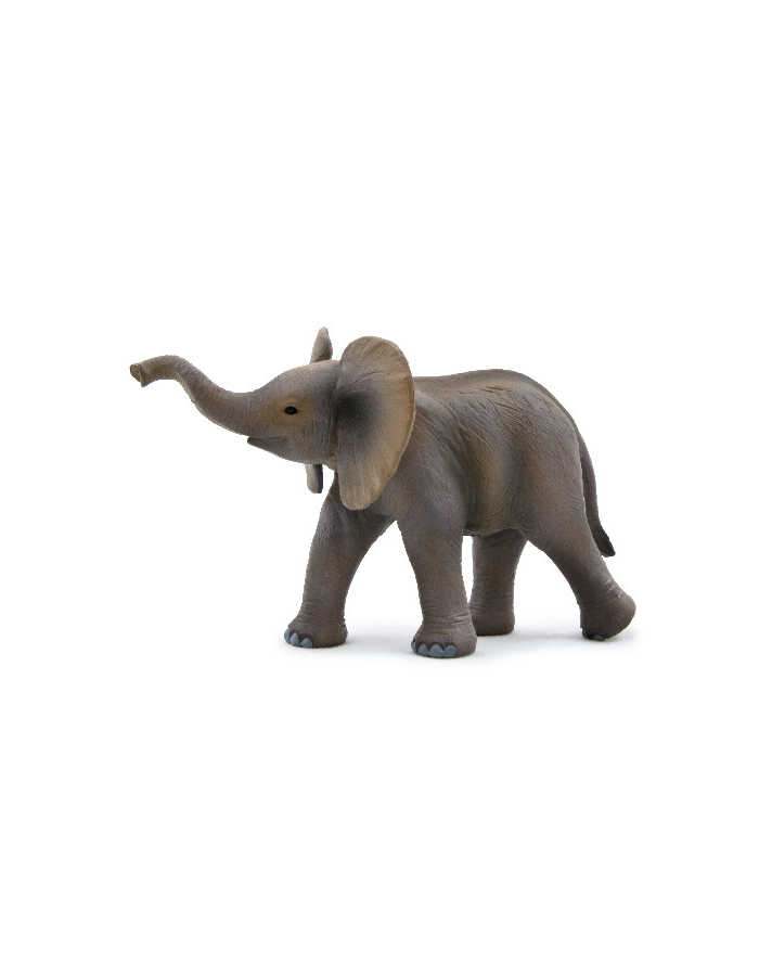 ANIMAL P. Słoniątko afrykańskie główny