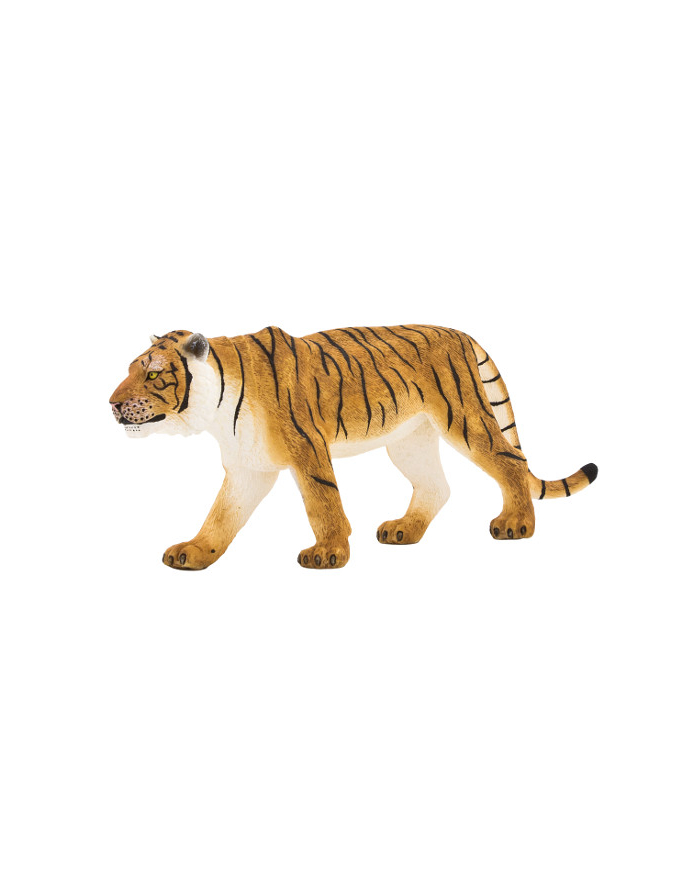 ANIMAL P. Tygrys bengalski główny