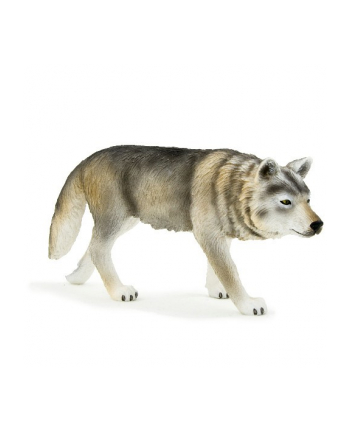 ANIMAL P. Wilk szary polujący