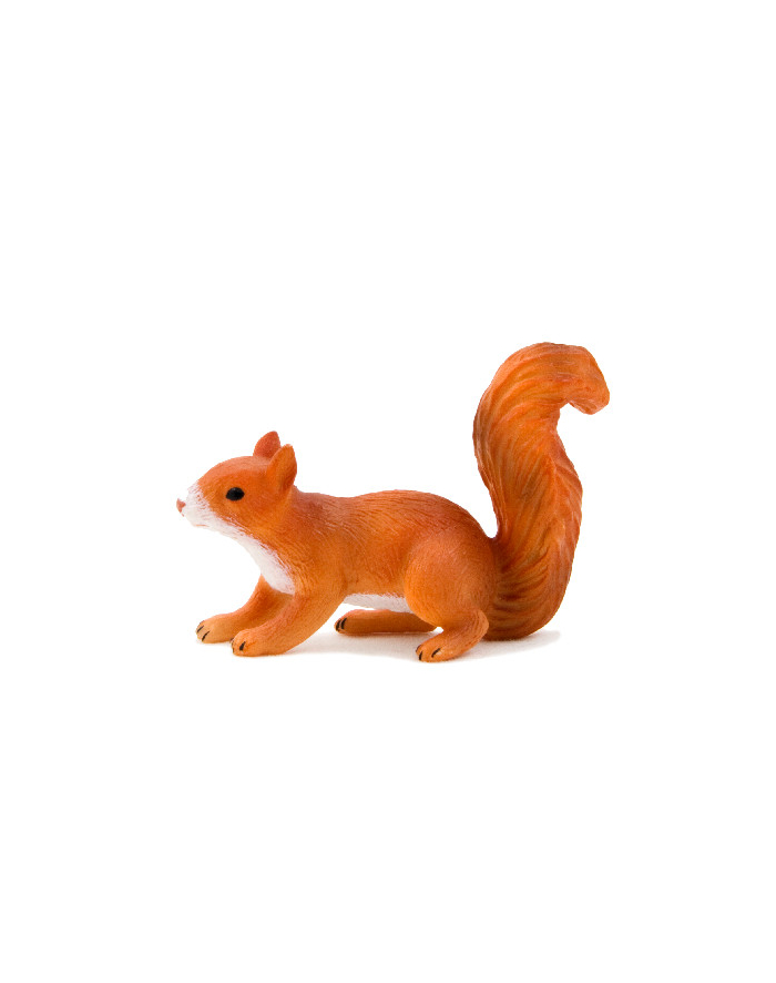 ANIMAL P. Wiewiórka biegnąca główny