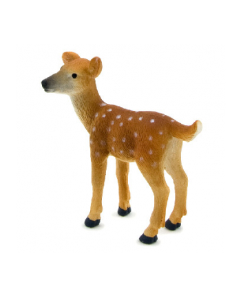 ANIMAL P. Jelonek wirginijski