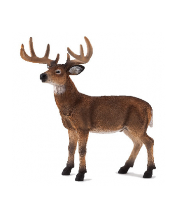 ANIMAL P. Jeleń wirginijski