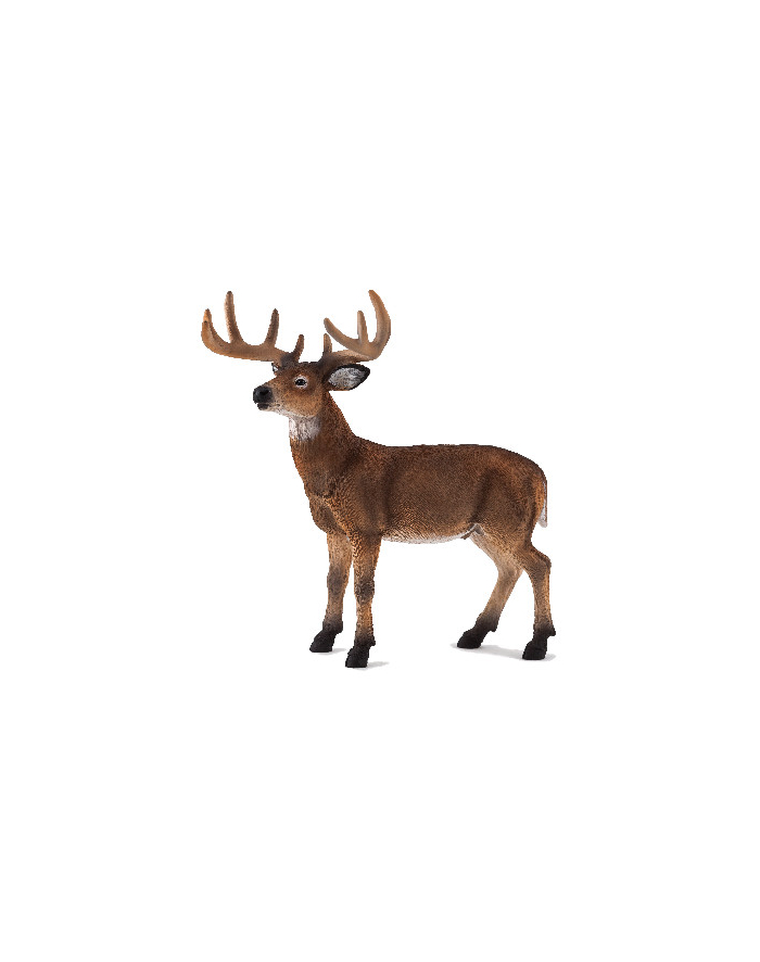 ANIMAL P. Jeleń wirginijski główny