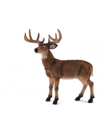 ANIMAL P. Jeleń wirginijski