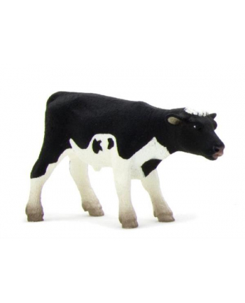 ANIMAL P. Cielę rasy holsztyńskiej