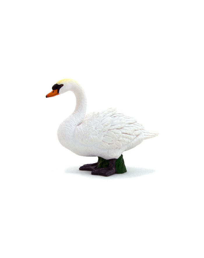 ANIMAL P. Łabędź niemy główny