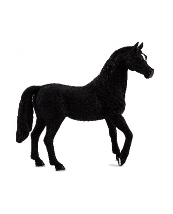 ANIMAL P. Czarny ogier rasy arabskiej