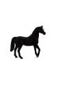 ANIMAL P. Czarny ogier rasy arabskiej - nr 3