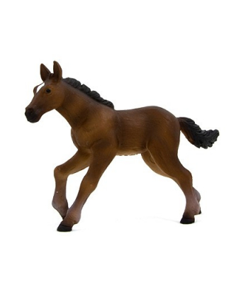 ANIMAL P. Źrebię rasy hanowerskiej