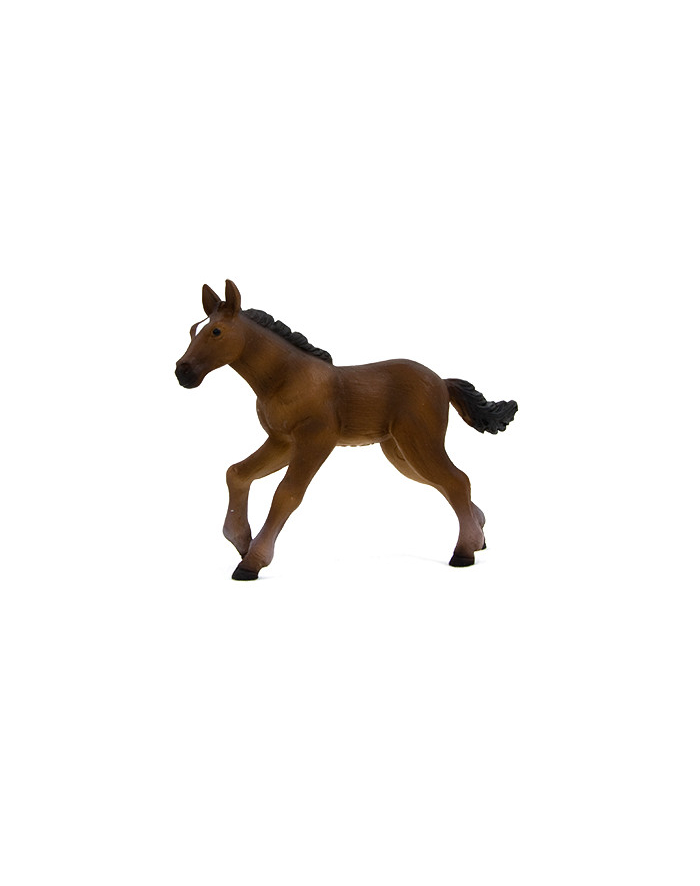 ANIMAL P. Źrebię rasy hanowerskiej główny