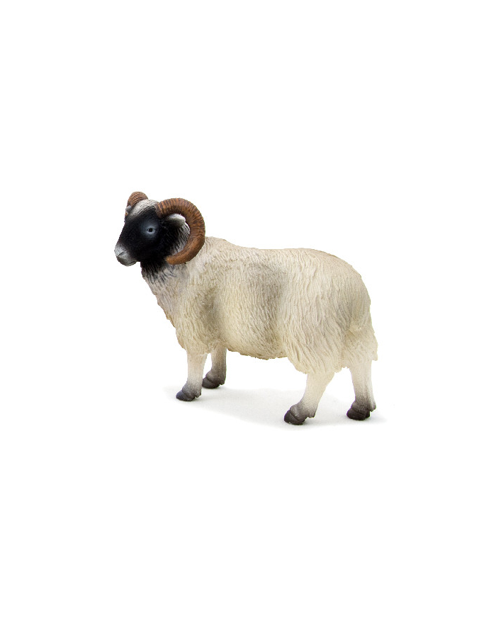 ANIMAL P. Baran czarnogłówka główny