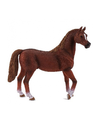 ANIMAL P. Kasztanowaty ogier