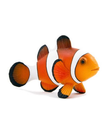 ANIMAL P. Błazenek okoniowy