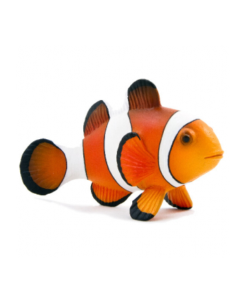 ANIMAL P. Błazenek okoniowy