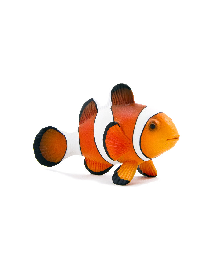 ANIMAL P. Błazenek okoniowy główny