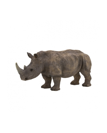 ANIMAL P. Nosorożec biały