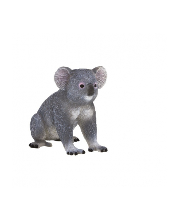 ANIMAL P. Miś koala