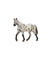 ANIMAL P. Ogier Appaloosa - nr 1