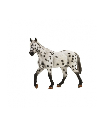 ANIMAL P. Ogier Appaloosa