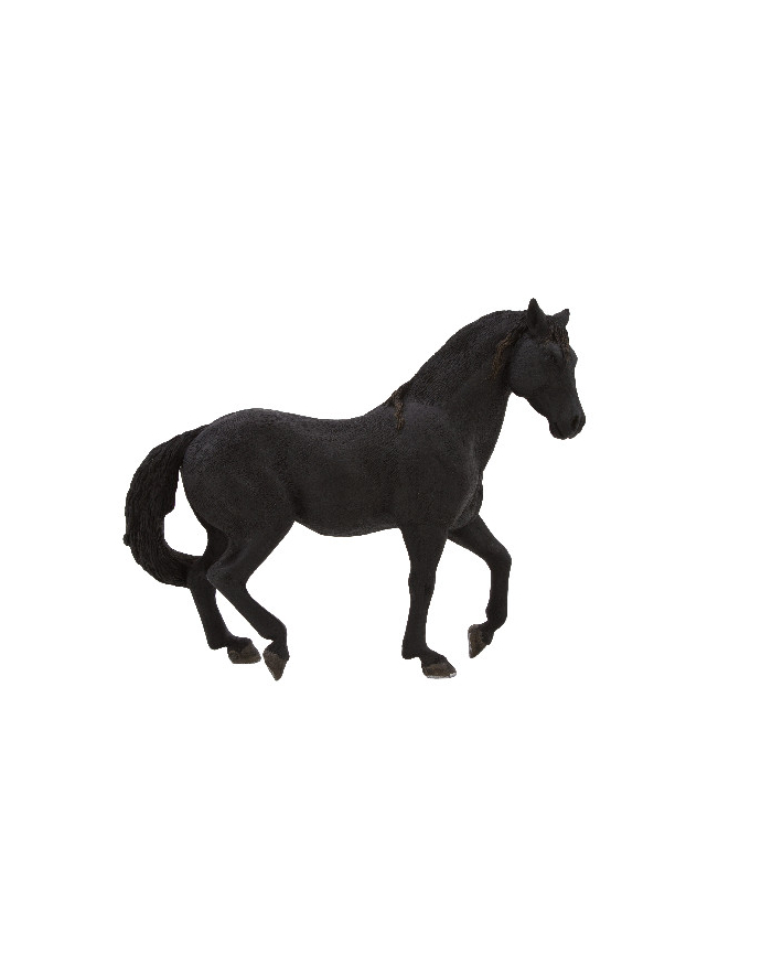 ANIMAL P. Czarny ogier andaluzyjski główny