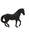 ANIMAL P. Czarny ogier andaluzyjski - nr 4