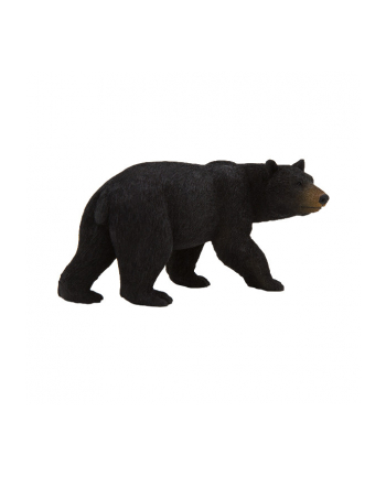 ANIMAL P. Niedźwiedź czarny