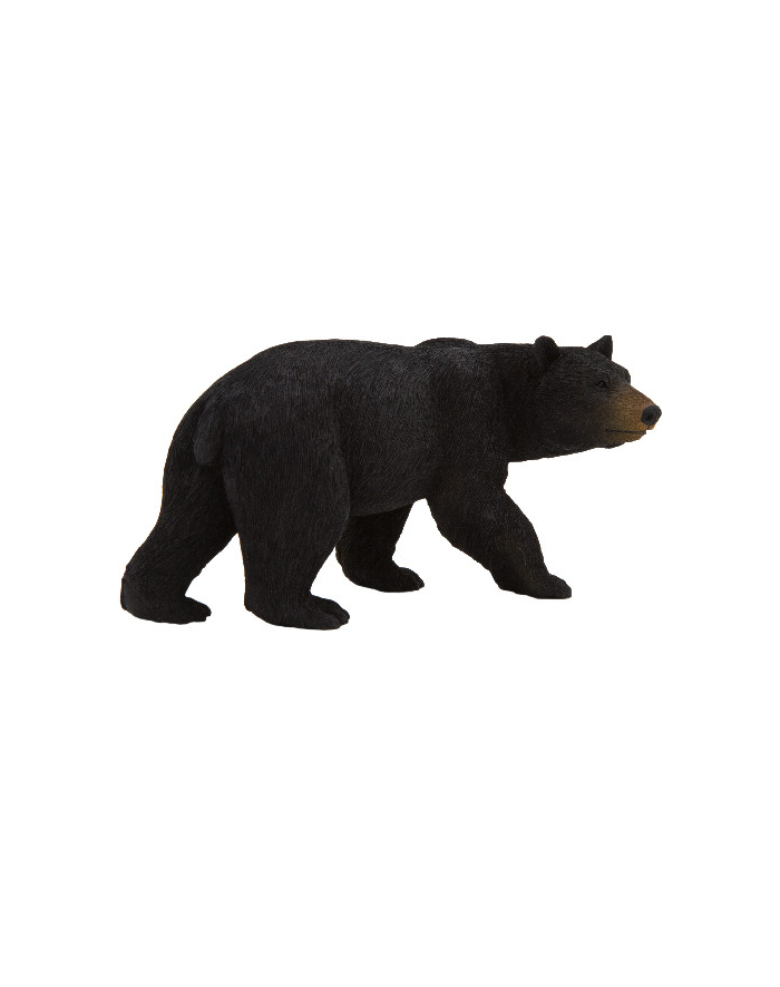 ANIMAL P. Niedźwiedź czarny główny