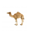 ANIMAL P.  Wielbłąd arabski - nr 2