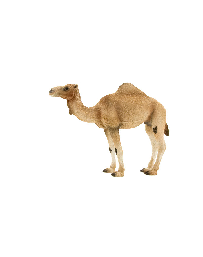 ANIMAL P.  Wielbłąd arabski główny