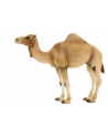 ANIMAL P.  Wielbłąd arabski - nr 4