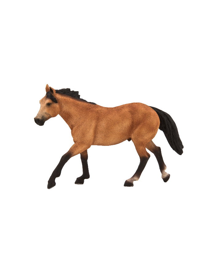 ANIMAL P. Koń rasy Quarter główny